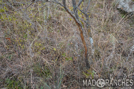 tract-4-tbd-hwy-36-comanche-tx-76442